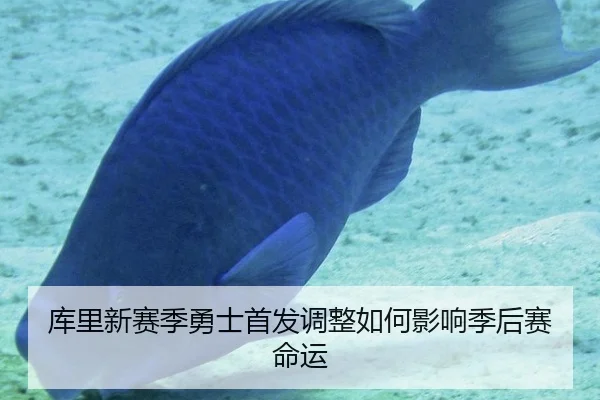 库里新赛季勇士首发调整如何影响季后赛命运