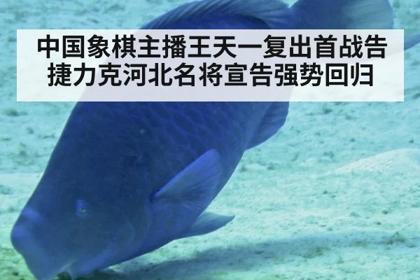 中国象棋主播王天一复出首战告捷力克河北名将宣告强势回归